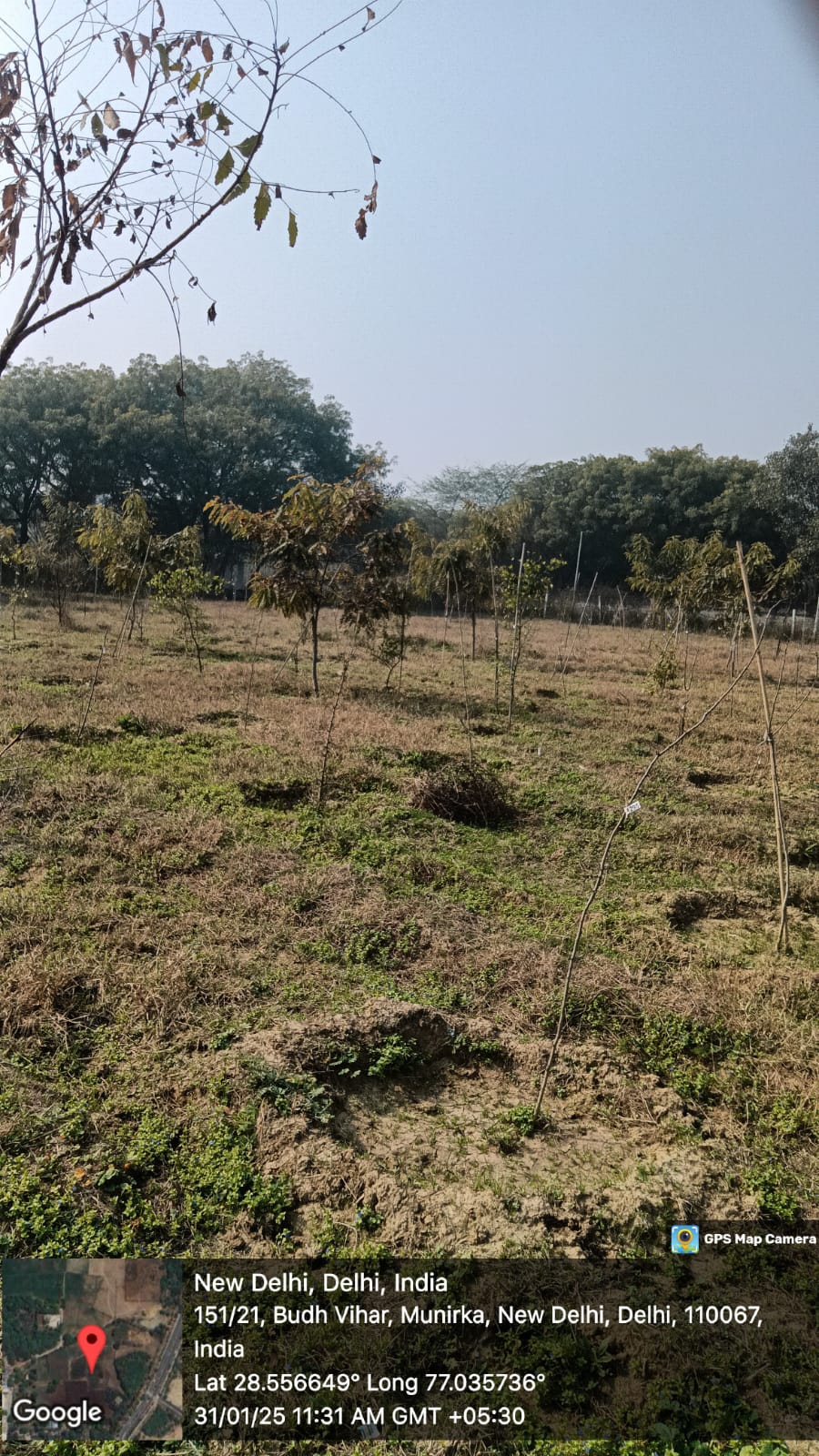 Compensatory Afforestation